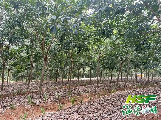 首页| 和记H88集团怡情博娱官网